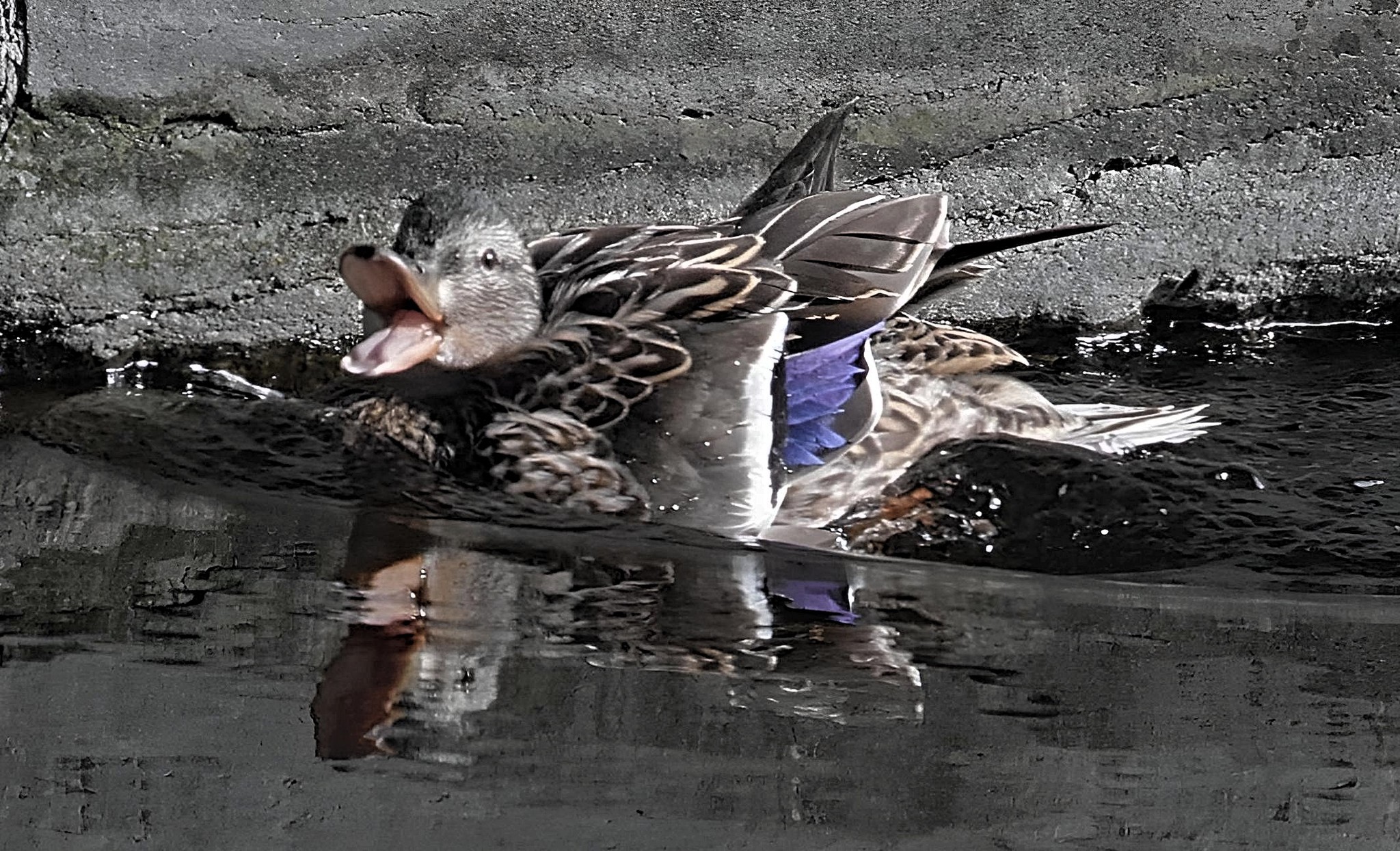 Mallard Duck on the water